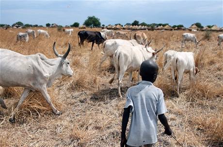 Stádo krav v Súdánu